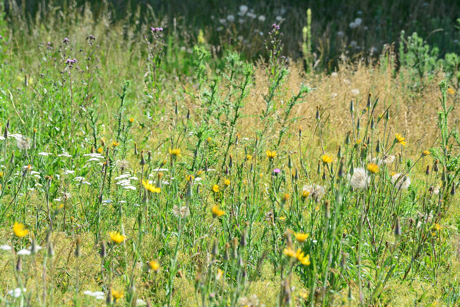 Így néz ki egy igazi élő gyepfelület